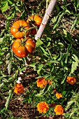 Tomato and Tagetes, Provence, France