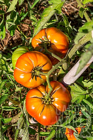 Tomato_Provence_France