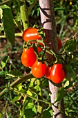 Tomato Red Pear, Provence, France