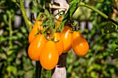 Tomato Yellow Pearshaped, Provence, France