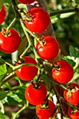 Cherry tomato Supersweet 100, Provence, France