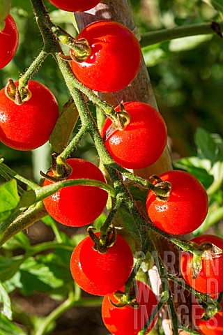 Cherry_tomato_Supersweet_100_Provence_France