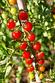 Cherry tomato Supersweet 100, Provence, France