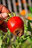 Blossom end rot on Tomato Cornue des Andes, Provence, France