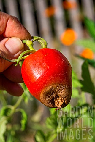 Blossom_end_rot_on_Tomato_Cornue_des_Andes_Provence_France