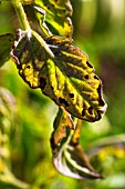 Powdery mildew infected tomato leaves, Provence, france