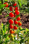 Cherry tomato Supersweet 100, Provence, France