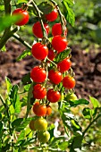 Cherry tomato Supersweet 100, Provence, France