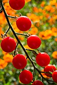 Cherry tomato Supersweet 100, Provence, France