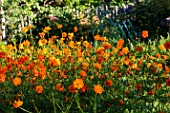 Cosmos sulphureus in a vegetable garden, Provence, France