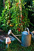 Various tomatoes in a vegetable garden, Provence, France