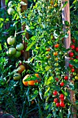 Various tomatoes in a vegetable garden, Provence, France