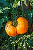 Sun scald effect on a Tomato Pinneapple, Provence, France