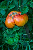 Tomato Pineapple, ugly vegetable, Provence, France