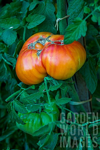 Tomato_Pineapple_ugly_vegetable_Provence_France