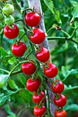 Cherry tomato Supersweet 100, Provence, France