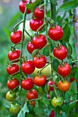 Cherry tomato Supersweet 100, Provence, France