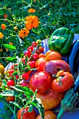 Tomatoes, aubergine and peppers in a kitchen garden, Provence, France