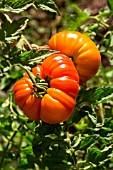 Tomato, Provence, France