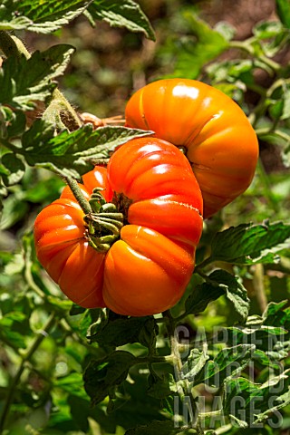 Tomato_Provence_France