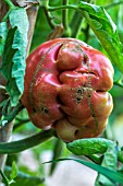 Tomato Noire de Crimee, Ugly vegetable, Provence, France