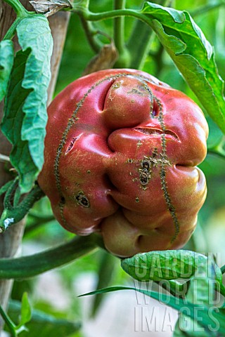 Tomato_Noire_de_Crimee_Ugly_vegetable_Provence_France