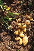 Harvesting new potato Amandine in July, Provence, France