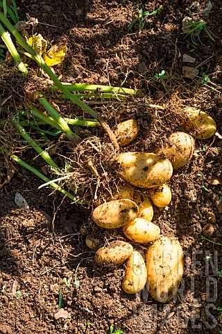 Harvesting_new_potato_Amandine_in_July_Provence_France