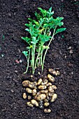 Harvesting new potato Amandine in July, Provence, France