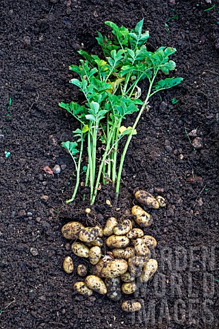 Harvesting_new_potato_Amandine_in_July_Provence_France