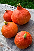 Cucurbita maxima Potimarron (Squash), Provence, France