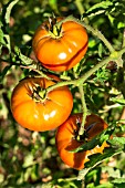 Tomato Marnero, Provence, France