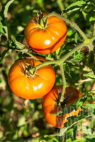 Tomato_Marnero_Provence_France
