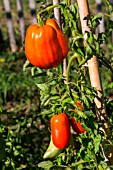 Tomato Cornabel, Provence, France