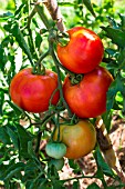 Tomato Cobra, Provence, France