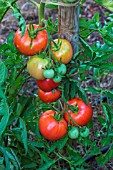 Tomato Monte Carlo, Provence, France