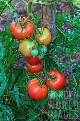 Tomato_Monte_Carlo_Provence_France
