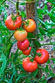 Tomato Monte Carlo, Provence, France