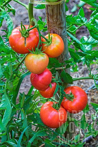 Tomato_Monte_Carlo_Provence_France