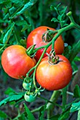 Tomato Rose de Berne, Provence, France