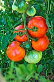 Tomato Cobra, Provence, France