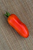 Tomato Cornue des Andes, Provence, France