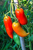 Tomato Cornue des Andes, Provence, France