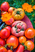 Tomatoes and aubergine in a kitchen garden, Provence, France