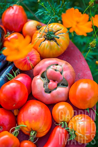 Tomatoes_and_aubergine_in_a_kitchen_garden_Provence_France