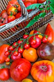 Tomato Cornue des andes, Coeur de Boeuf, Pineapple, Noire de Crimee, Provence, France