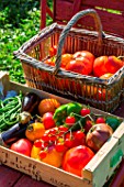 Summer vegetable harvest, Provence, France