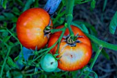 Sun scald effect on a Tomato Saint Pierre, Provence, France