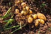 Harvesting new potato Amandine in july, Provence, France