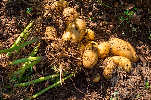 Harvesting_new_potato_Amandine_in_july_Provence_France